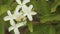 White Flowers Of Hydrangea Paniculata Siebold Phantom. Panicled