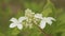 White Flowers Of Hydrangea Paniculata Siebold Phantom. Panicled