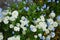 White flowers of Iberis sempervirens and blue flowers of Myosotis palustris in the garden in spring. Berlin, Germany