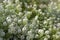 White flowers of Iberis sempervirens, commonly called candytuft, an evergreen groundcover plant for rock garden and sunny location