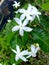 White flowers, Indian Temple Jasmine