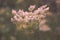 White flowers inflorescence at sunset. Dreamy background with flowering angelica.