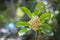 White flowers, with inflorescences between leaves, naturally beautiful