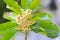 White flowers, with inflorescences between leaves, naturally beautiful