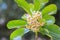 White flowers, with inflorescences between leaves, naturally beautiful