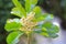 White flowers, with inflorescences between leaves, naturally beautiful