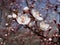 White flowers japanese cherry