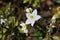 White flowers of jasmine nightshade (Solanum laxum)