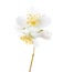 White flowers of Jasmine`s Philadelphus  isolated on white background
