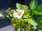 White flowers of Jasmine water or Echinodorus palaefolius plant