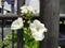 White flowers of Jasmine water or Echinodorus palaefolius plant in the fence