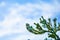 White flowers or Jasminum grandiflorum Linn on the sky.