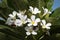 White flowers, known as Singapore graveyard flower (Plumeria obtusa