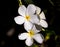 White flowers, known as Singapore graveyard flower (Plumeria obtusa