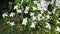 White flowers of Kousa Dogwood Tree.