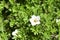 White flowers Lapchatka Lat. Potentilla â€” one of the largest in the number of species of a genus of plants from the family
