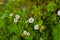 White flowers lapchatki lat. Potentilla on a green Bush