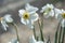 White flowers of Large Cupped Daffodil. White Narcissus blooming in the garden