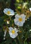 White Flowers Laurel Rockrose