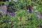 White flowers in lavender hills