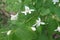 White flowers in the leafage of bush honeysuckle