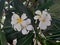 White flowers with leaft