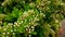 White Flowers and Leaves of Blossoming Sorbus Aucuparia, commonly called Rowan Tree