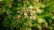 White Flowers and Leaves of Blossoming Sorbus Aucuparia, commonly called Rowan Tree