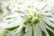 White flowers and leaves of spurge, close-up, background. Euphorbia marginata.