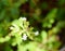 White Flowers and Leaves of Stevia Rebaudiana Plant - Artificial Sweetener