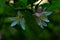 White flowers of a lemon tree. Clove lemon citrus limonia. Citrus fruit for juices and cooking. Green leaves around.