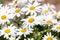 White flowers Leucanthemum vulgare Lam., ox-eye daisy, oxeye daisy in the meadow