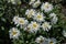 White flowers Leucanthemum with yellow center and green leaves grows in flowerbed in the garden. Large daisies in field