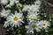White flowers Leucanthemum with yellow center and green leaves grows in the garden. Large daisies in the field