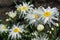 White flowers Leucanthemum with yellow center and green leaves grows in the garden in sun light. Large daisies in field