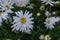 White flowers Leucanthemum with yellow center, swirling, curly petals and green leaves grows in the garden