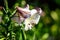 White flowers of Lilium regale plant, known as regal, royal or king\\\'s lily in a British cottage style garden