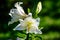 White flowers of Lilium regale plant, known as regal, royal or king`s lily in a British cottage style garden in a sunny summer da