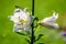 White flowers of Lilium regale plant, known as regal, royal or king`s lily in a British cottage style garden in a sunny summer da