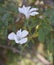 White flowers of Linum suffruticosum plant.