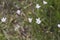 White flowers of Linum tenuifolium