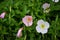 White flowers loach in the green grass in the garden on a blurred background