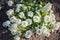 White flowers of Lobularia maritima.