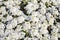 White flowers of Lobularia maritima or Alyssum maritimum