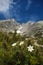 White flowers and Lomnica Peak