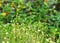 White flowers look similar to wild daisy grass flowers under summer sunlight selective focus in green grass field blur authentic o