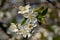 White flowers in macro. Flowering trees. Bee on a white flower.