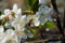 White flowers in macro. Flowering trees. Bee on a white flower.