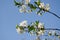 White flowers in macro. Flowering trees. Bee on a white flower.