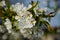 White flowers in macro. Flowering trees. Bee on a white flower.